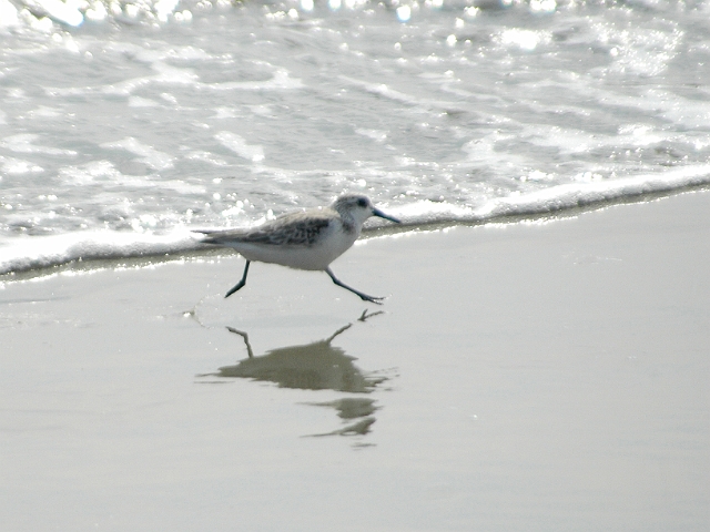 sanderling, sanderlings, wader-6.jpg - SANDERLING - SELSEY BILL, WEST SUSSEX - 19.4.09